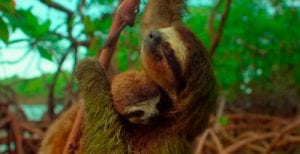 Stasera in TV martedì 21 aprile Earth - Un giorno straordinario