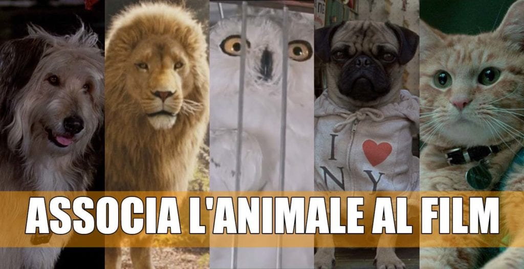 animale film quiz